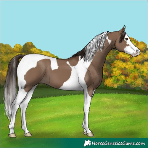 Horse Color:Liver Red Dun Splash Tobiano 