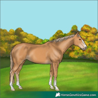 Horse Color:Chestnut 