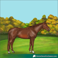 Horse Color:Chestnut 