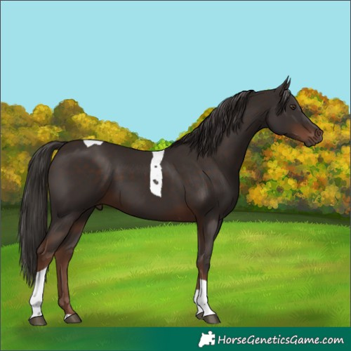 Horse Color:Liver Chestnut Tobiano 