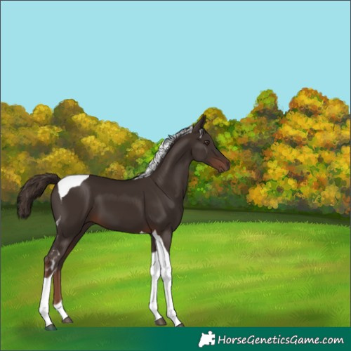 Horse Color:Liver Chestnut Tobiano 
