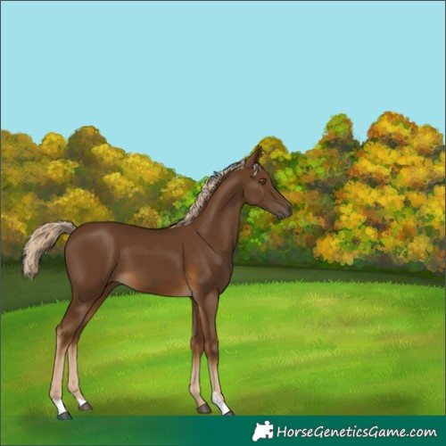 Horse Color:Chocolate Palomino 