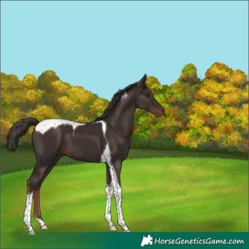 Horse Color:Liver Chestnut Tobiano 