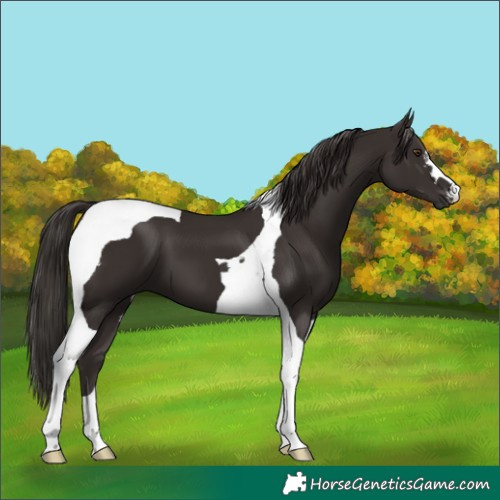 Horse Color:Liver Chestnut Tobiano 