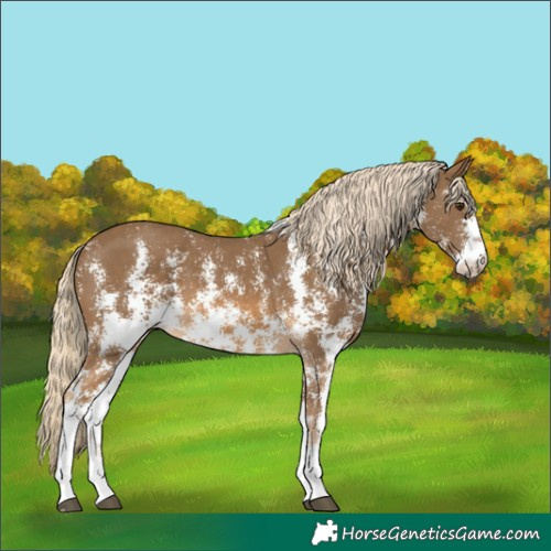 Horse Color:Chocolate Palomino Sabino 