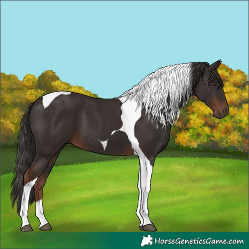 Horse Color:Liver Chestnut Tobiano 