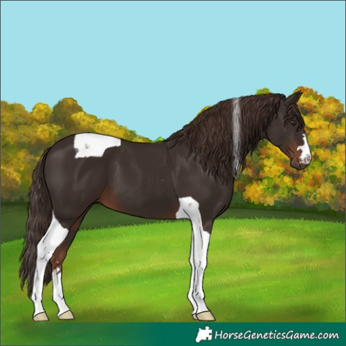 Horse Color:Liver Chestnut Tobiano 