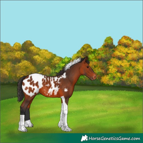 Horse Color:Bay Tobiano Appaloosa 