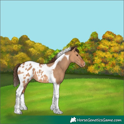 Horse Color:Bay Dun Tobiano Appaloosa 