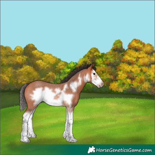 Horse Color:Bay Roan Sabino Splash Frame Rabicano 