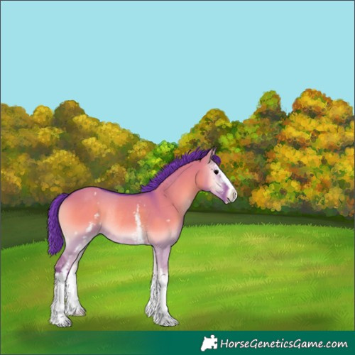 Horse Color:Watercolor White Spotted Grullo Onyx Sabino Rabicano 