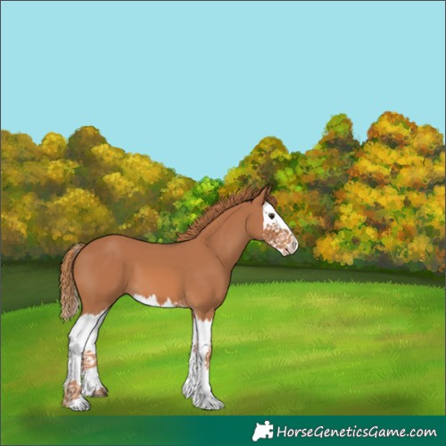 Horse Color:Chestnut Splash 