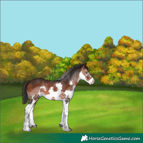 Horse Color:Brown Splash 