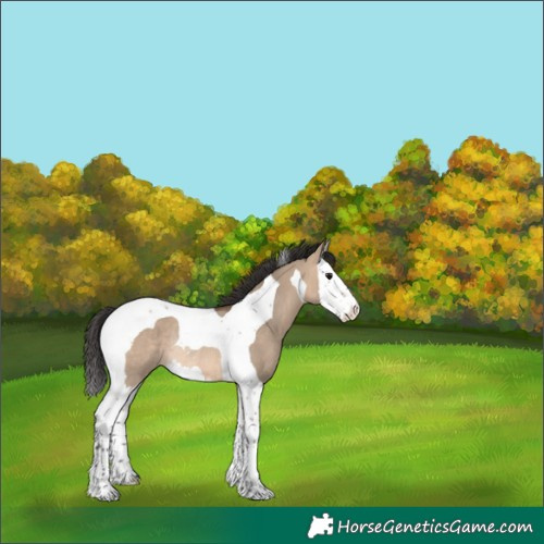 Horse Color:Brown Dun Sabino Splash Tobiano Rabicano 