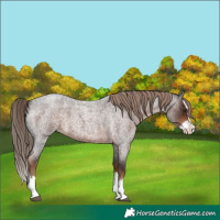 Horse Color:Liver Red Roan Splash 