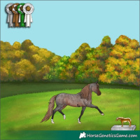 Horse Color:Liver Red Roan 