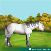 Horse Color:Gray Bay 