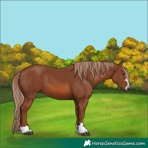 Horse Color:Chestnut 
