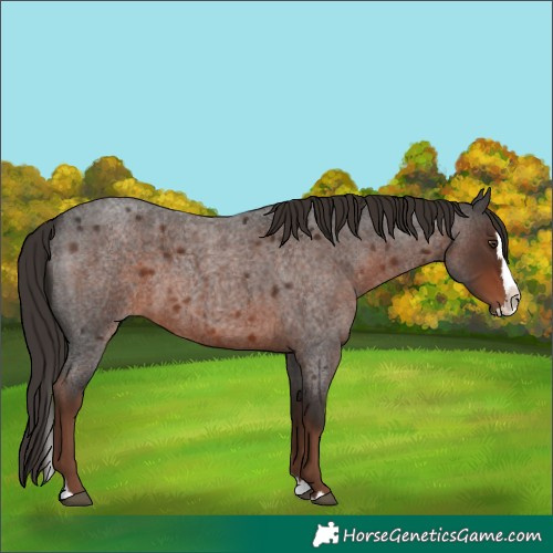 Horse Color:Liver Red Roan Splash 