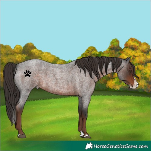 Horse Color:Liver Red Roan Splash