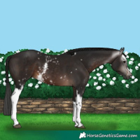 Horse Color:Gray White Spotted Bay 