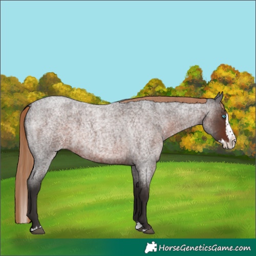 Horse Color:Liver Red Roan Splash 