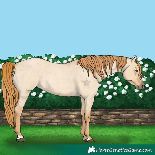 Horse Color:Red Dun Roan