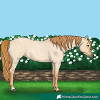 Horse Color:Red Dun Roan 