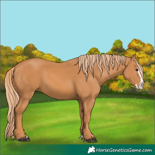 Horse Color:Chestnut Splash 