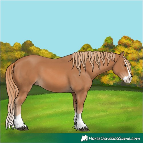 Horse Color:Chestnut Splash 
