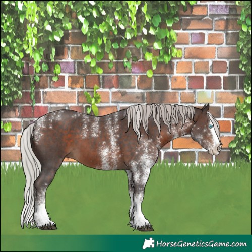 Horse Color:Powder White White Spotted Silver Brown Splash