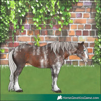 Horse Color:Powder White White Spotted Silver Brown Splash 