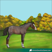 Horse Color:Liver Red Roan Splash 