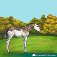 Horse Color:Palomino Dun Splash  and Smoky Grullo Splash 