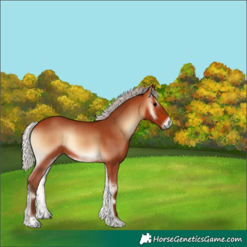 Horse Color:Silver Bay Onyx 