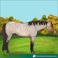 Horse Color:Bay Roan Dun 