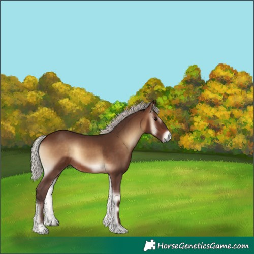 Horse Color:Silver Brown Onyx