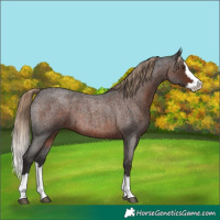 Horse Color:Liver Red Roan Splash 