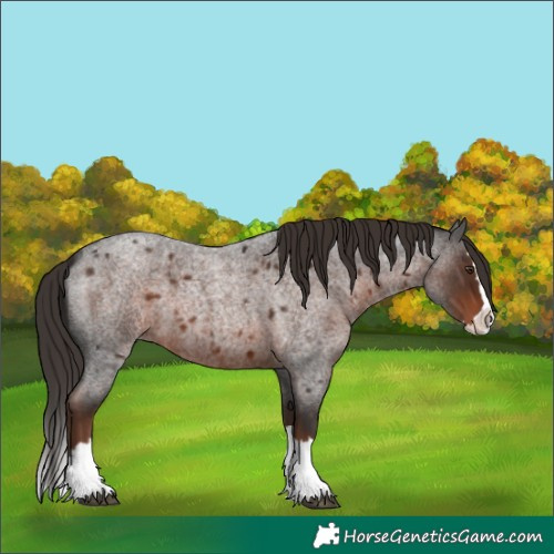 Horse Color:Liver Red Roan Splash 