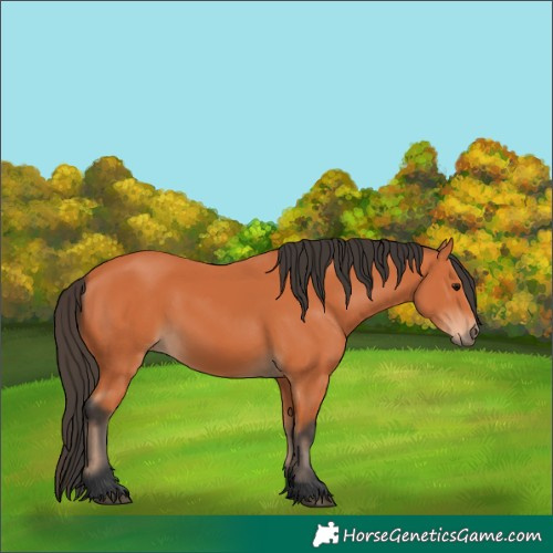 Horse Color:Bay 