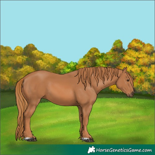 Horse Color:Chestnut 