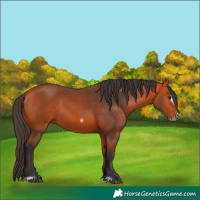 Horse Color:Bay Frame 