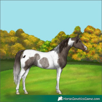 Horse Color:Liver Red Dun Tobiano Rabicano