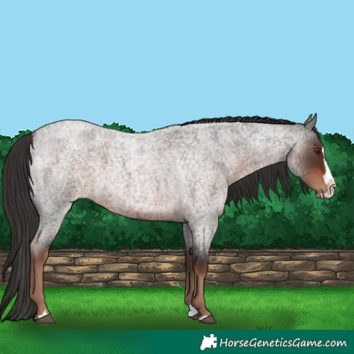 Horse Color:Liver Red Roan Splash 