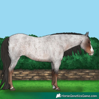 Horse Color:Liver Red Roan Splash 
