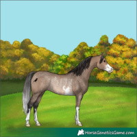 Horse Color:Brown Dun Rabicano 