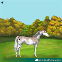Horse Color:Silver Brown Roan Dun Splash Rabicano Brindle 