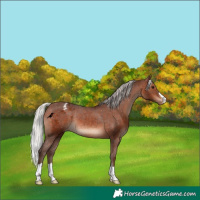 Horse Color:Silver Brown Varnish Rabicano 