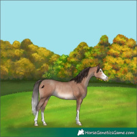 Horse Color:Sable Champagne Rabicano 
