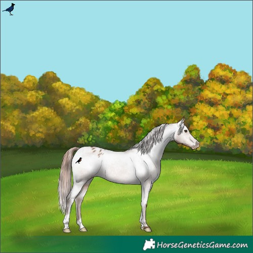 Horse Color:Liver Red Dun Appaloosa Rabicano